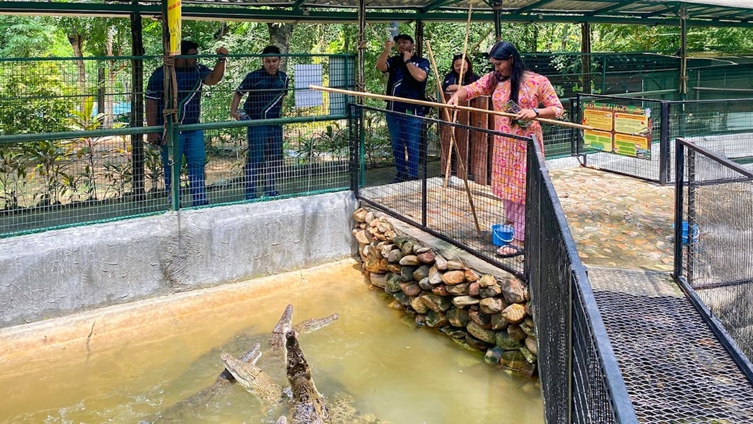 Feeding crocodiles at Crocodile Adventureland Langkawi with visitors watching.