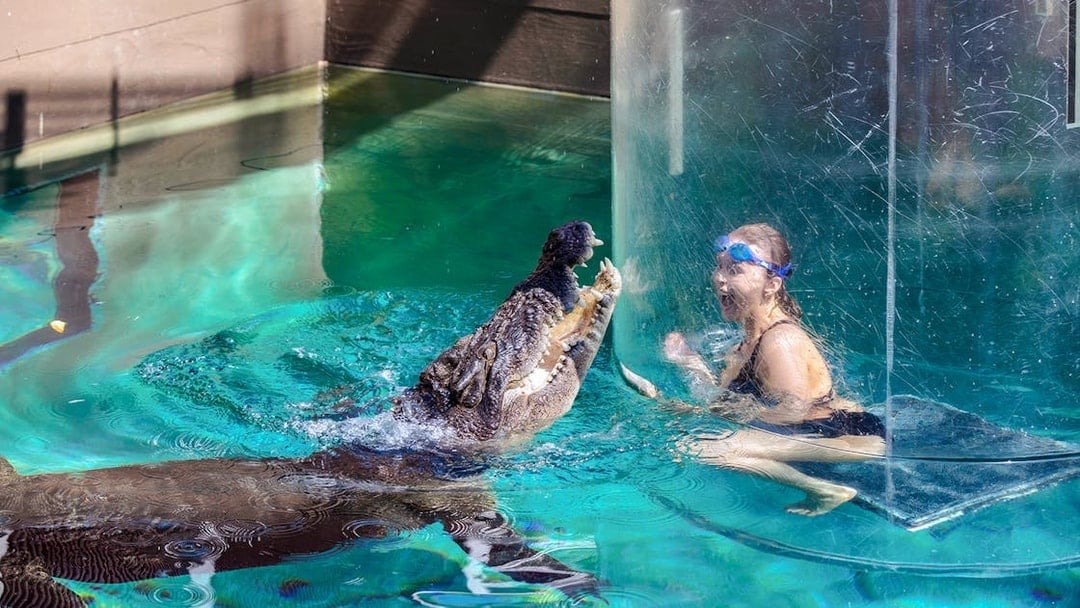 Person in a glass cage facing a crocodile at Crocosaurus Cove's Cage of Death.