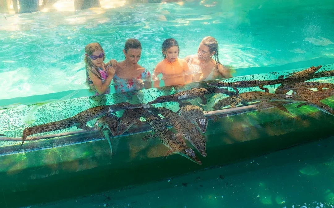 Crocosaurus Cove Tickets with Cage of Death Experience Image 5