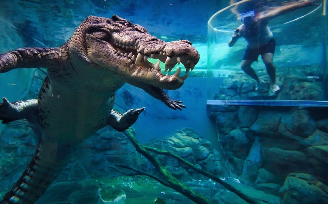 Crocosaurus Cove Tickets with Cage of Death Experience Image 6