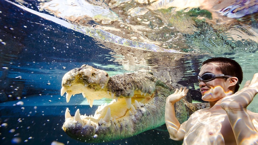 Person in goggles underwater near a crocodile at Crocosaurus Cove's Cage of Death.