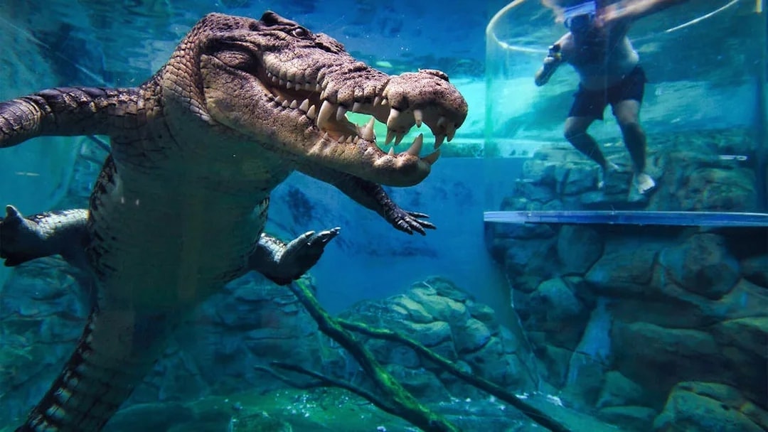 Crocodile swimming near a person in a clear cage at Crocosaurus Cove's Cage of Death.