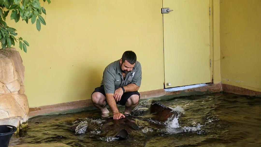 Man interacting with a whipray at Crocosaurus Cove.