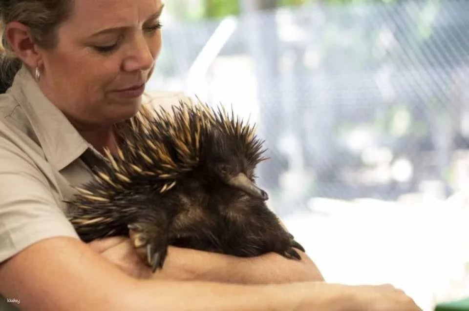 Currumbin Wildlife Sanctuary Ticket | Gold Coast