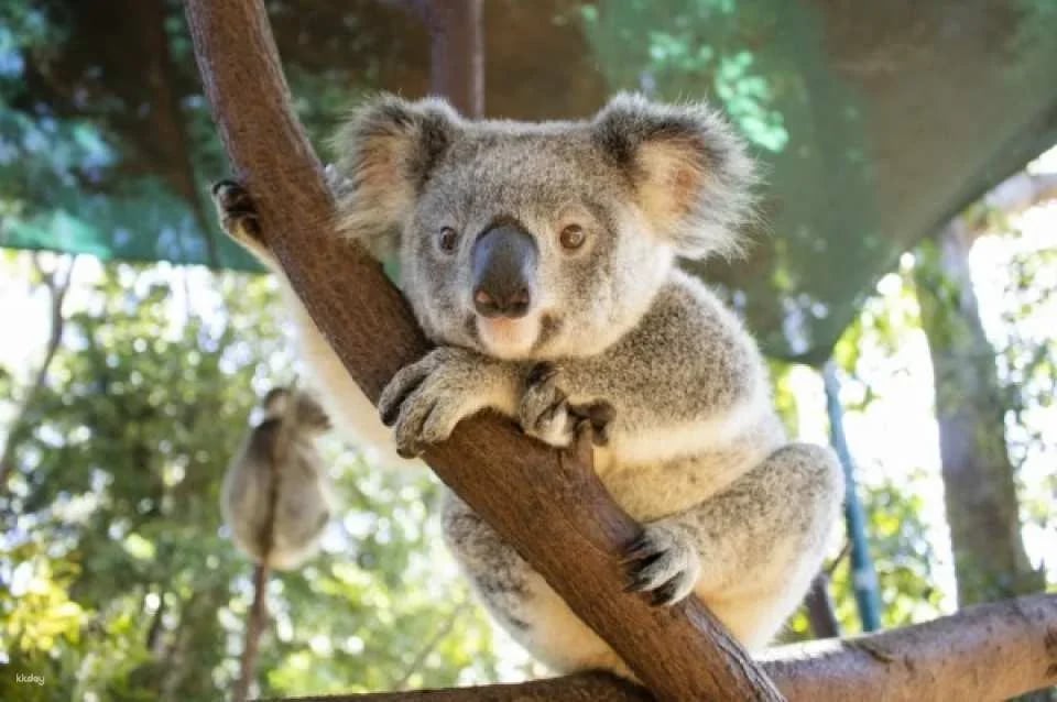 Currumbin Wildlife Sanctuary Ticket | Gold Coast