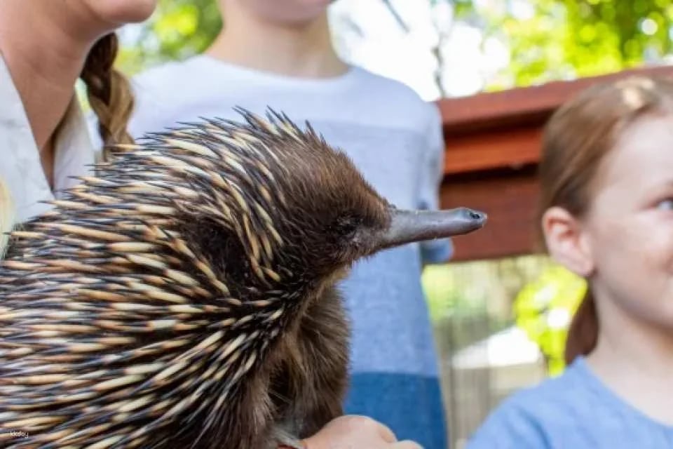 Currumbin Wildlife Sanctuary Ticket | Gold Coast