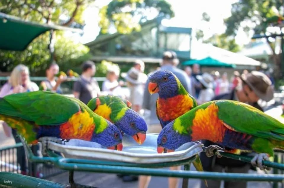 Currumbin Wildlife Sanctuary Ticket | Gold Coast