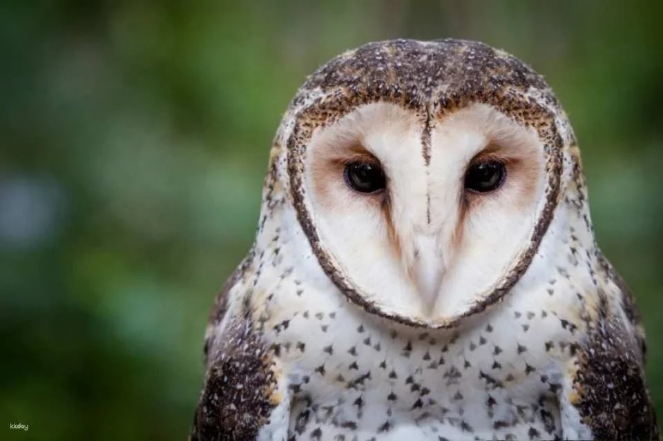 Currumbin Wildlife Sanctuary Ticket | Gold Coast