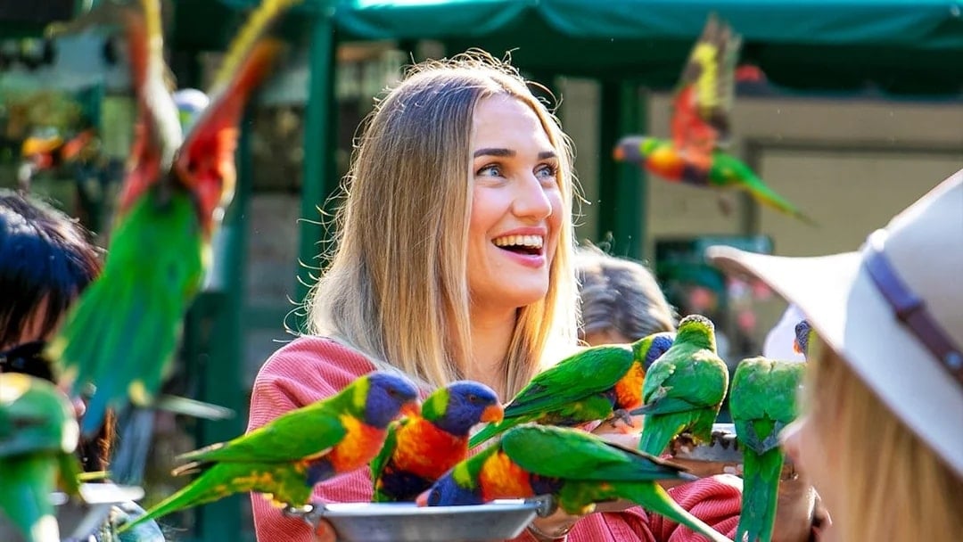 Visitors feeding colorful lorikeets at Currumbin Wildlife Sanctuary.