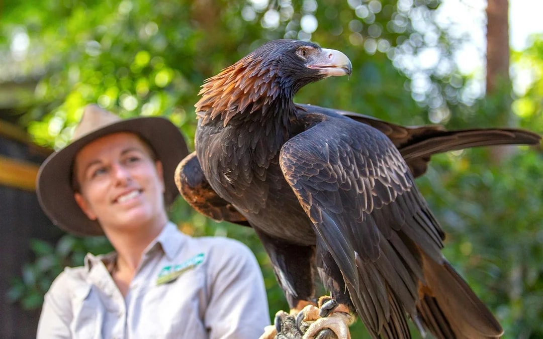 Currumbin Wildlife Sanctuary Tickets Image 6