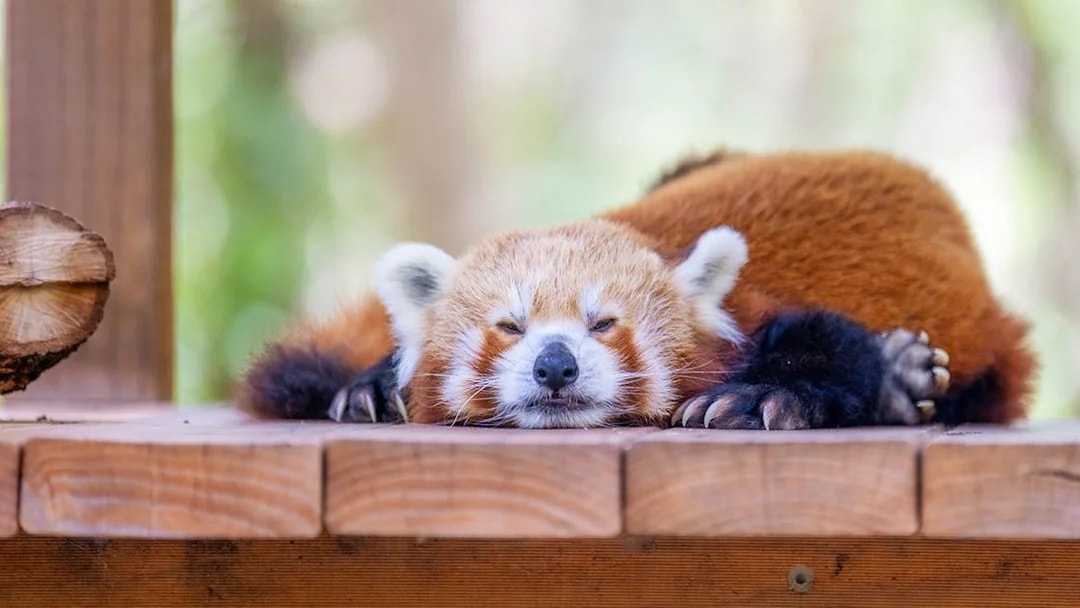 Red panda resting on a wooden platform at Currumbin Wildlife Sanctuary.