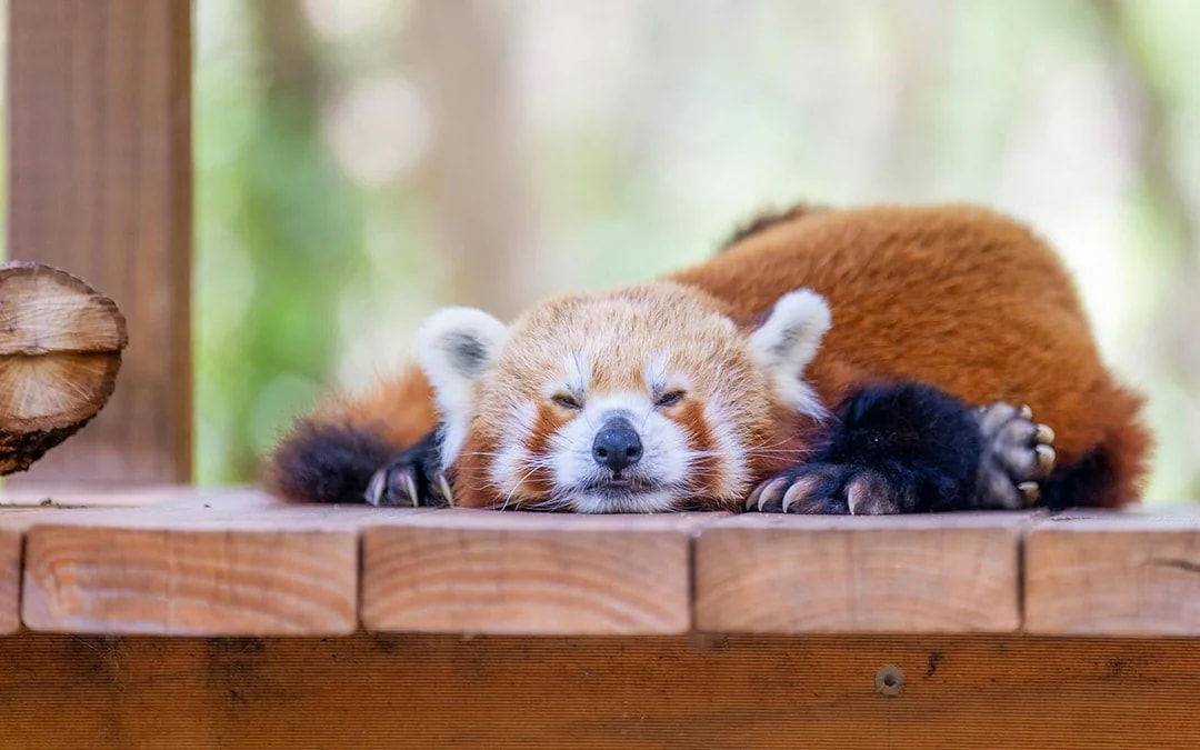 Currumbin Wildlife Sanctuary Tickets Image 8