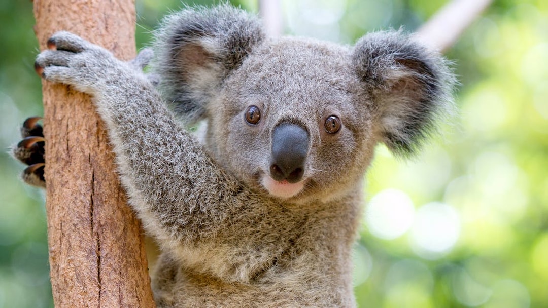 Koala clinging to a tree at Currumbin Wildlife Sanctuary.