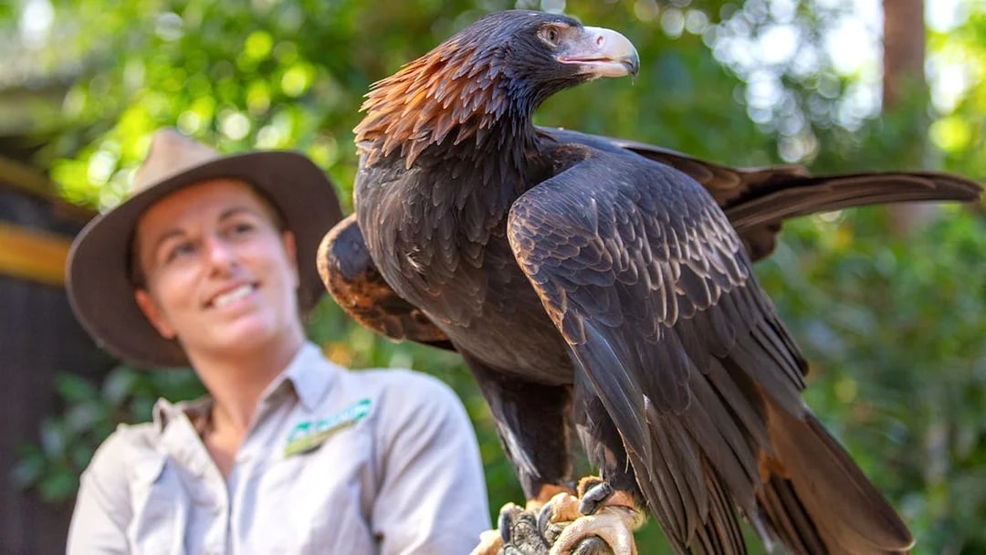 Eagle perched on handler's arm at Currumbin Wildlife Sanctuary.