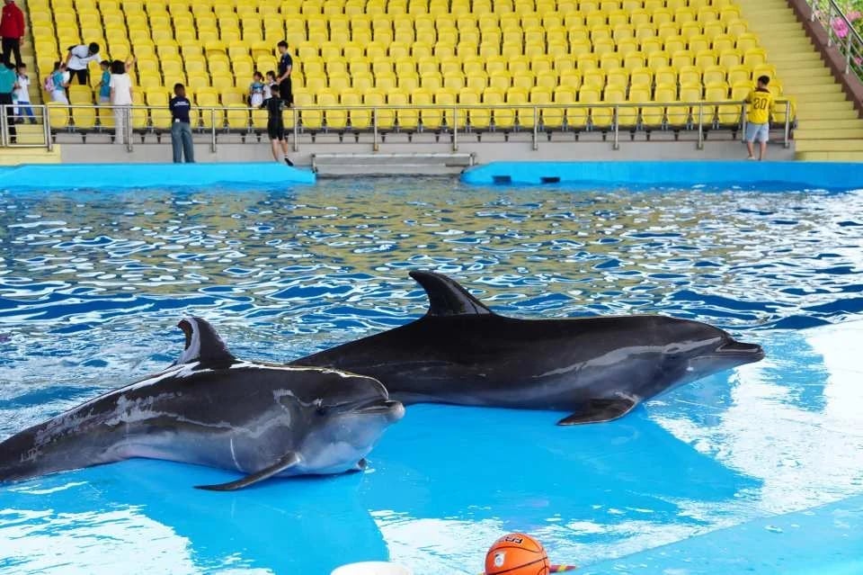 Da Nang Dolphinarium Theme Park Ticket | Da Nang