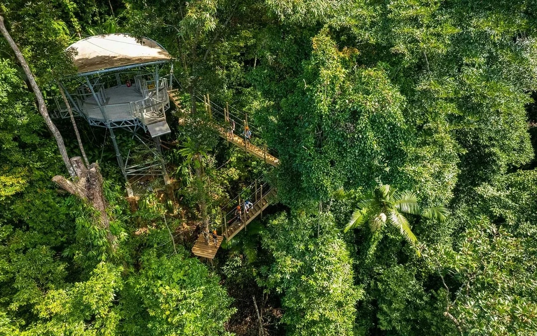 Treetops Adventure Zipline Cape Tribulation Canopy Tour Image 8