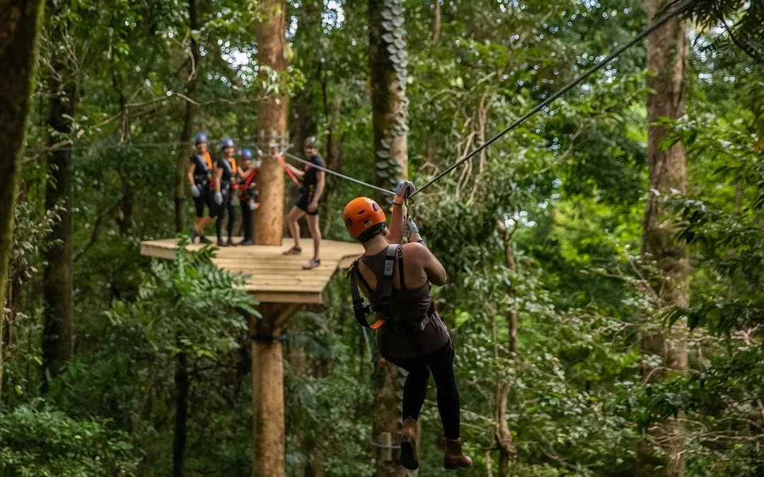 Treetops Adventure Zipline Cape Tribulation Canopy Tour Image 9