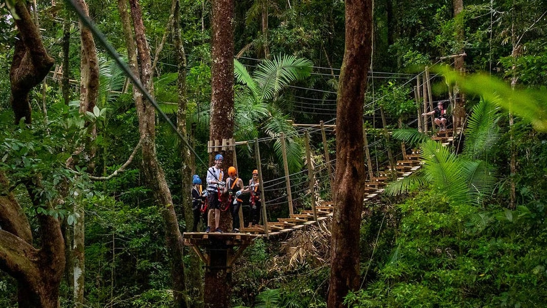 Visitors ziplining through Daintree Rainforest canopy on an adventure tour.