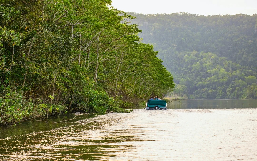 Daintree River Guided Crocodile & Wildlife Experience Cruise Image 5