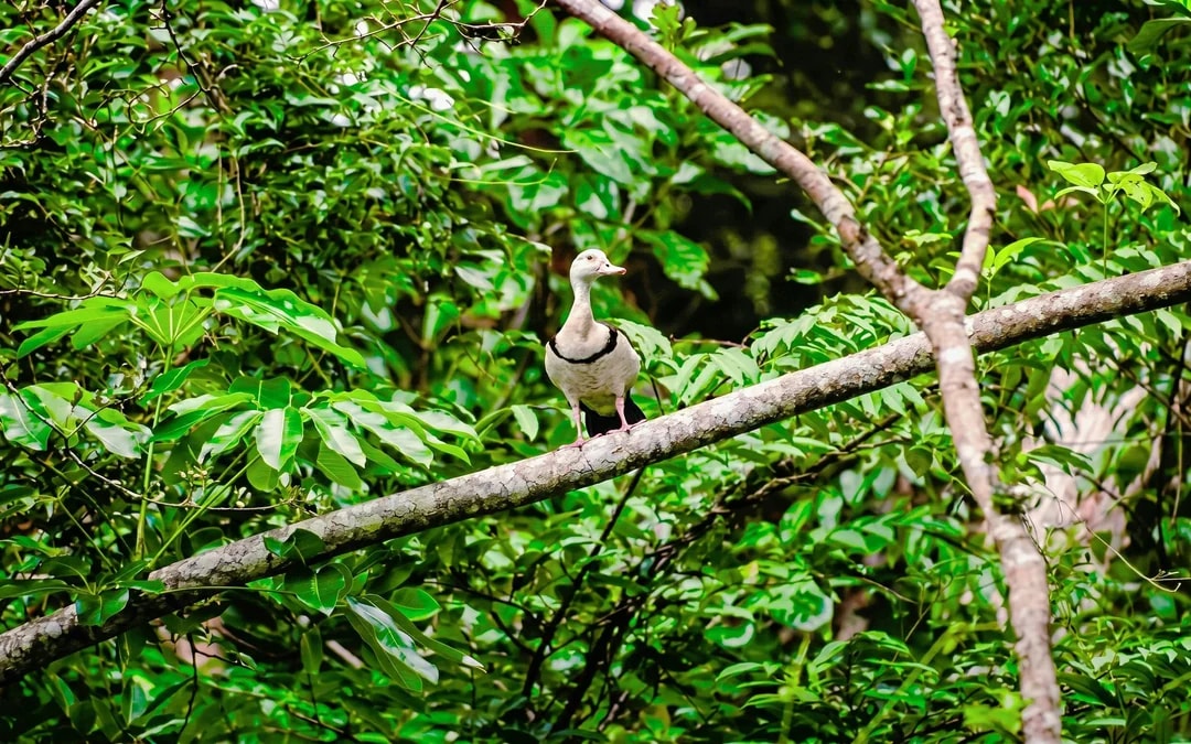 Daintree River Guided Crocodile & Wildlife Experience Cruise Image 6