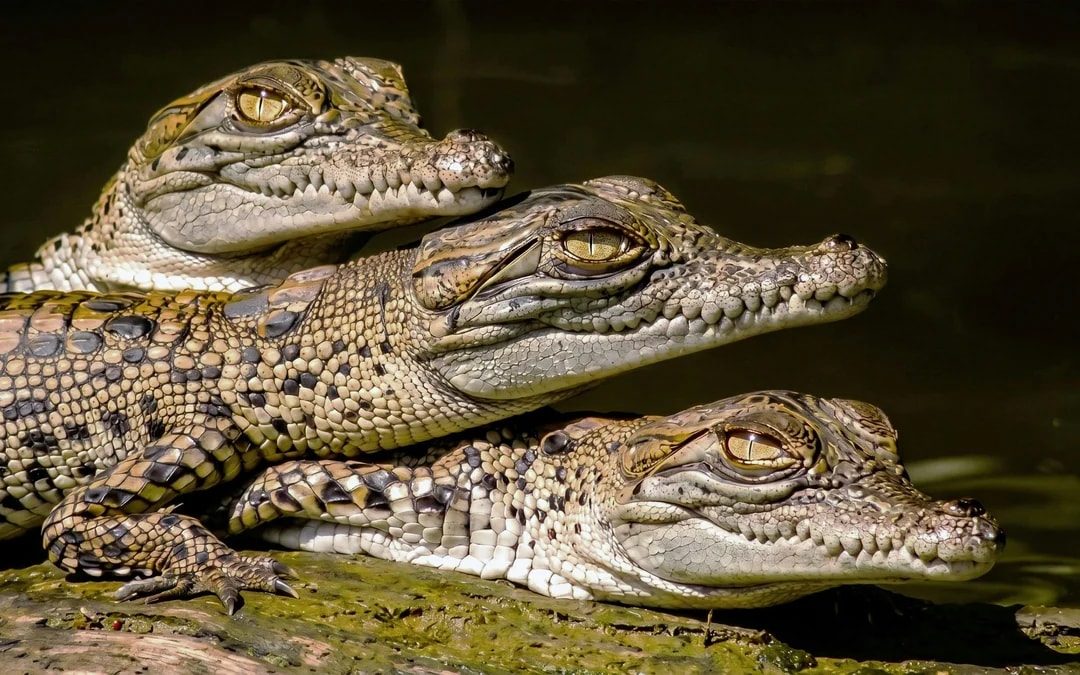 Daintree River Guided Crocodile & Wildlife Experience Cruise Image 8