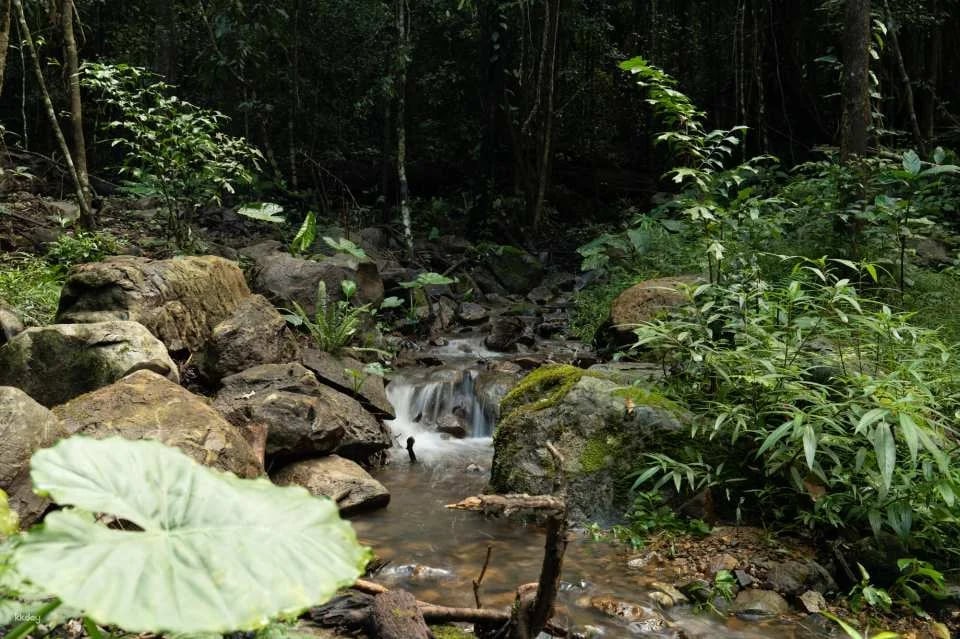 Dalat Elephant Mountain Pine Forest Ticket