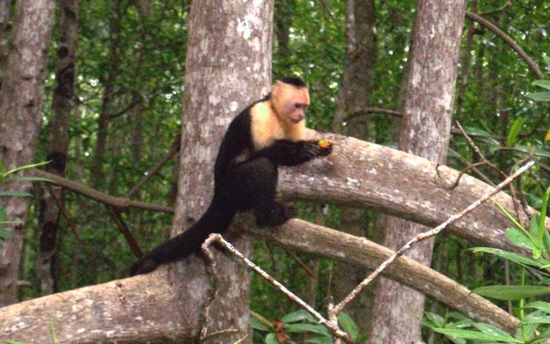 Damas Island Mangrove Estuary Kayak Tour with Lunch and Hotel Transfers from Manuel Antonio Image 7