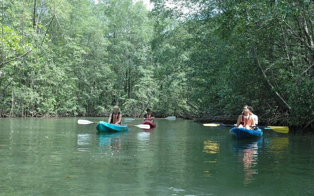 Damas Island Mangrove Estuary Kayak Tour with Lunch and Hotel Transfers from Manuel Antonio Image 8