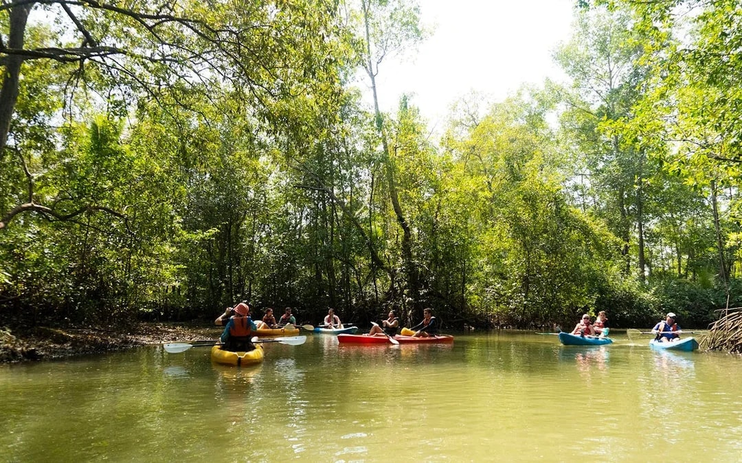Damas Island Mangrove Estuary Kayak Tour with Lunch and Hotel Transfers from Manuel Antonio Image 9