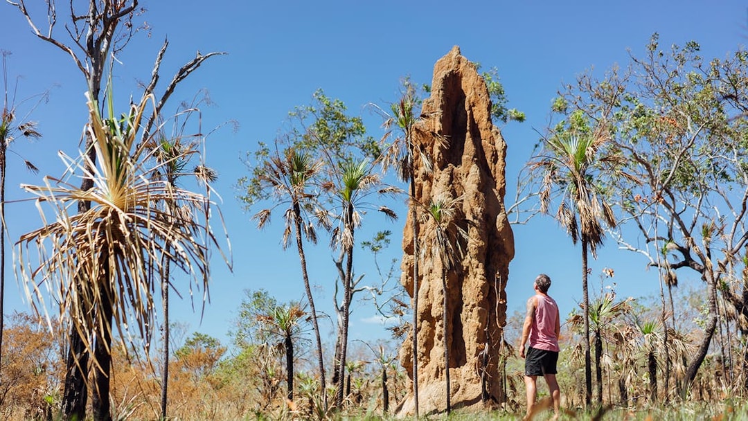 Man observing termite mound in Litchfield National Park, Australia, surrounded by native trees.