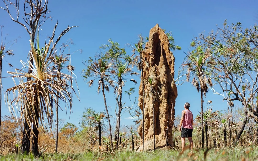 From Darwin: Litchfield National Park Day Tour with Optional Lunch Image 10