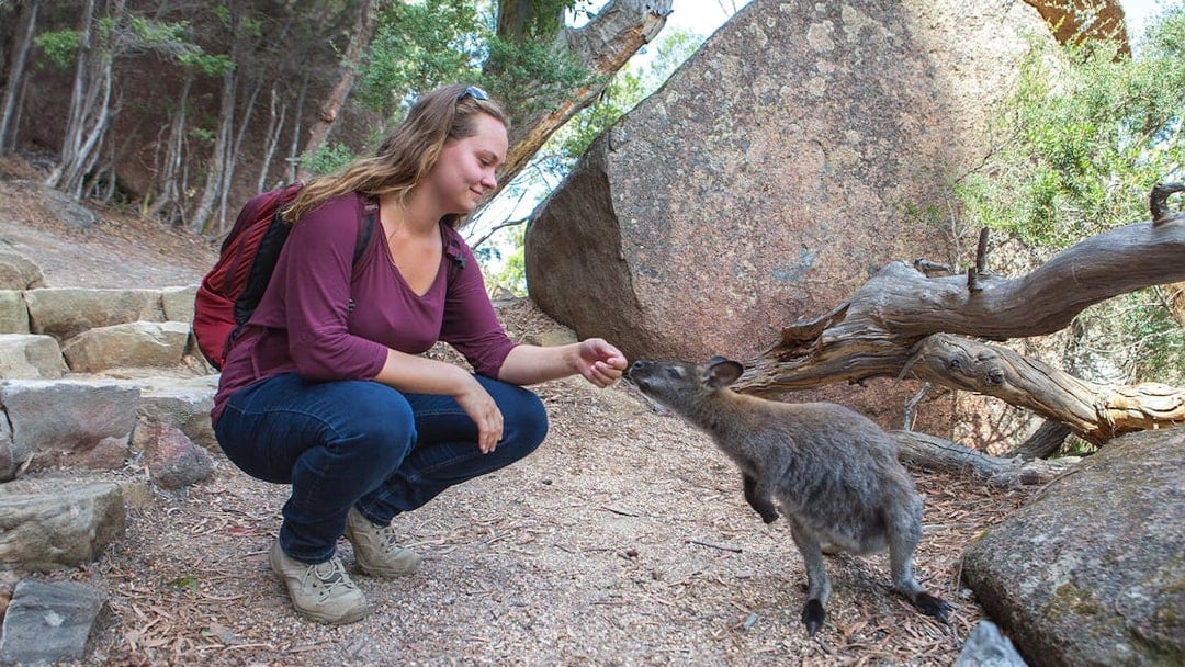 Person feeding a wallaby at Freycinet National Park, Tasmania.