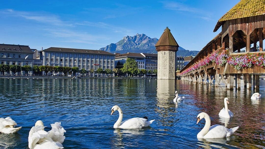Swans on Lake Lucerne with Chapel Bridge and Mount Pilatus in the background.