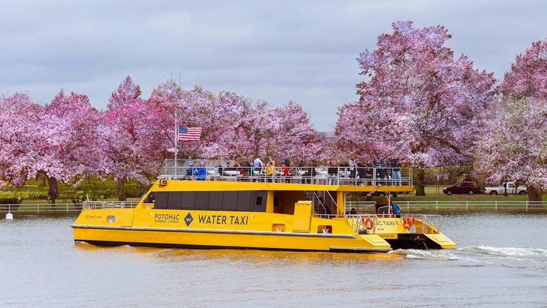 Yellow water taxi on Potomac River with cherry blossoms in Washington DC.