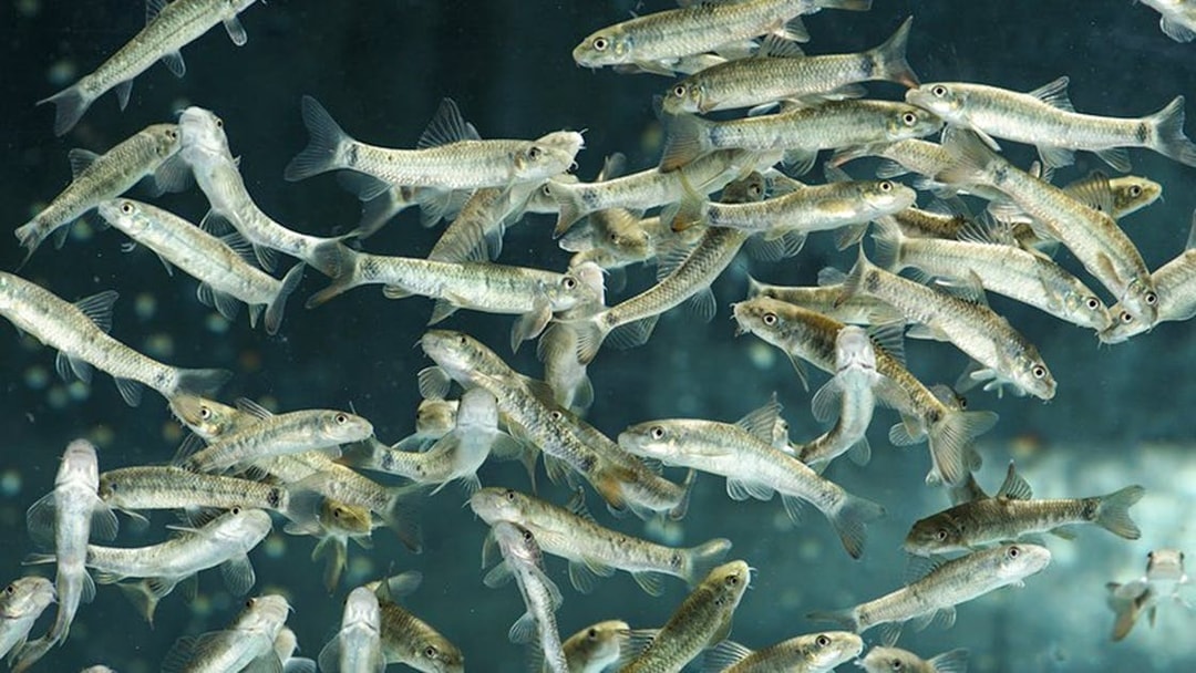 Fish swimming in an aquarium at Schönbrunn Zoo's Desert House.