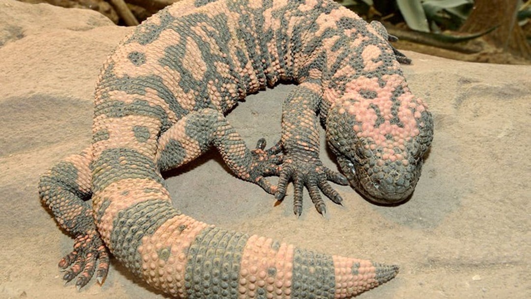 Monitor lizard resting on a rock at the Desert House, Schönbrunn Zoo.