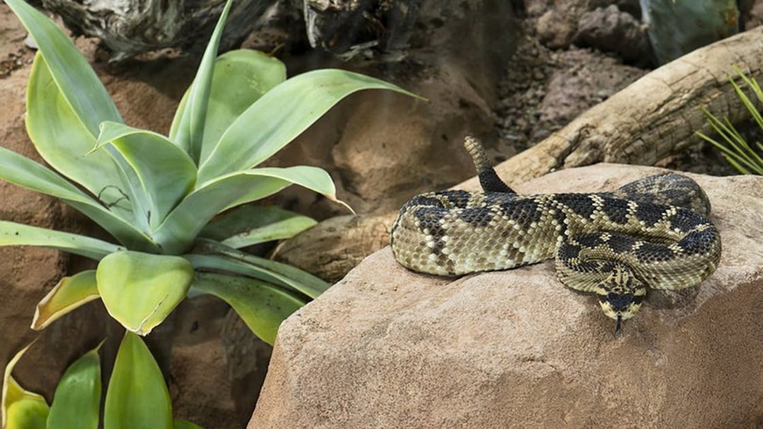 Rattlesnake resting on a rock at Desert House, Schönbrunn Zoo.