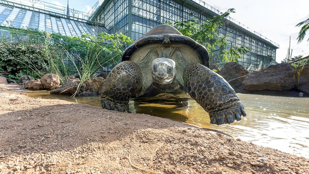 Tortoise near water at Desert House, Schönbrunn Zoo, Vienna.