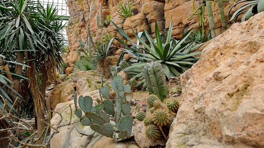 Desert plants and cacti at Schönbrunn Zoo's Desert House in Vienna.