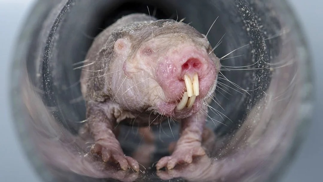 Naked mole-rat in a tunnel at Schönbrunn Zoo's Desert House.