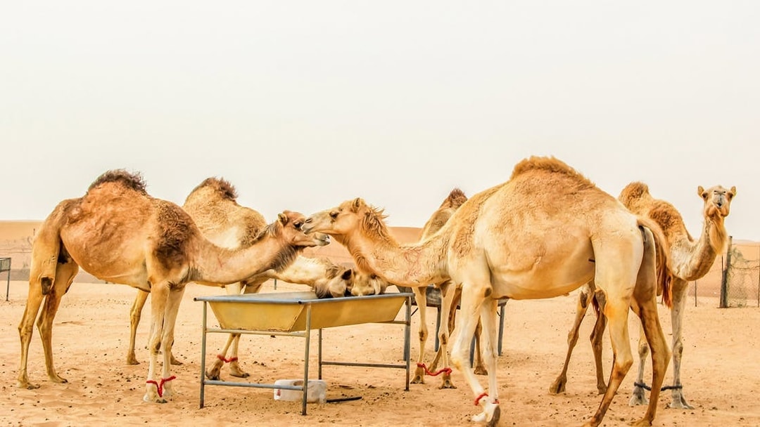 Camels at a feeding station in a desert setting during an evening safari.