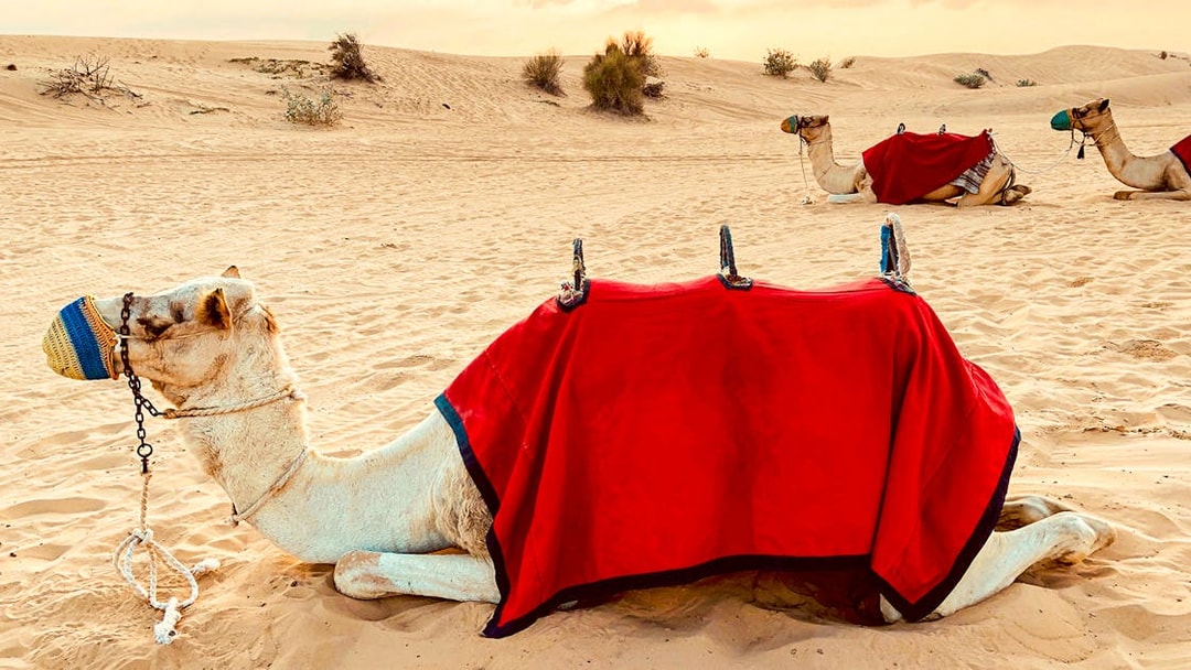 Camels resting in the desert with red blankets, part of the Evening Safari tour.