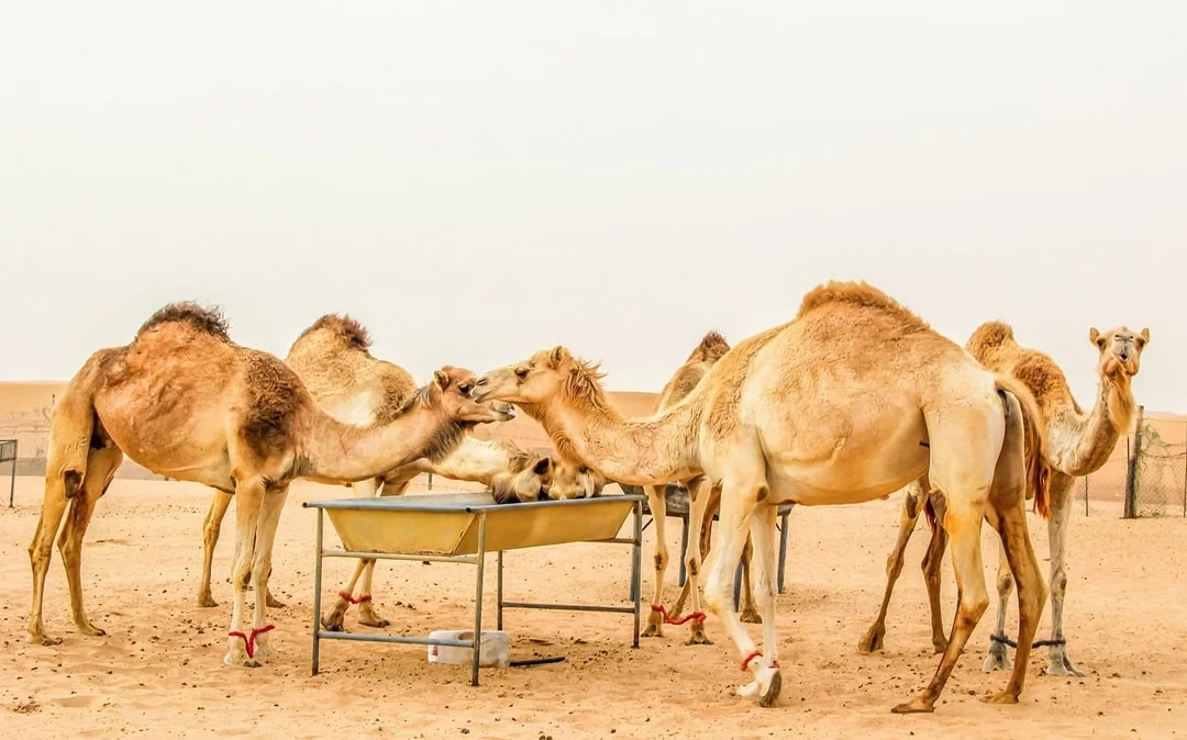 Desert Wonder: Evening Safari, Camel Farm Visit & BBQ Dinner Image 2