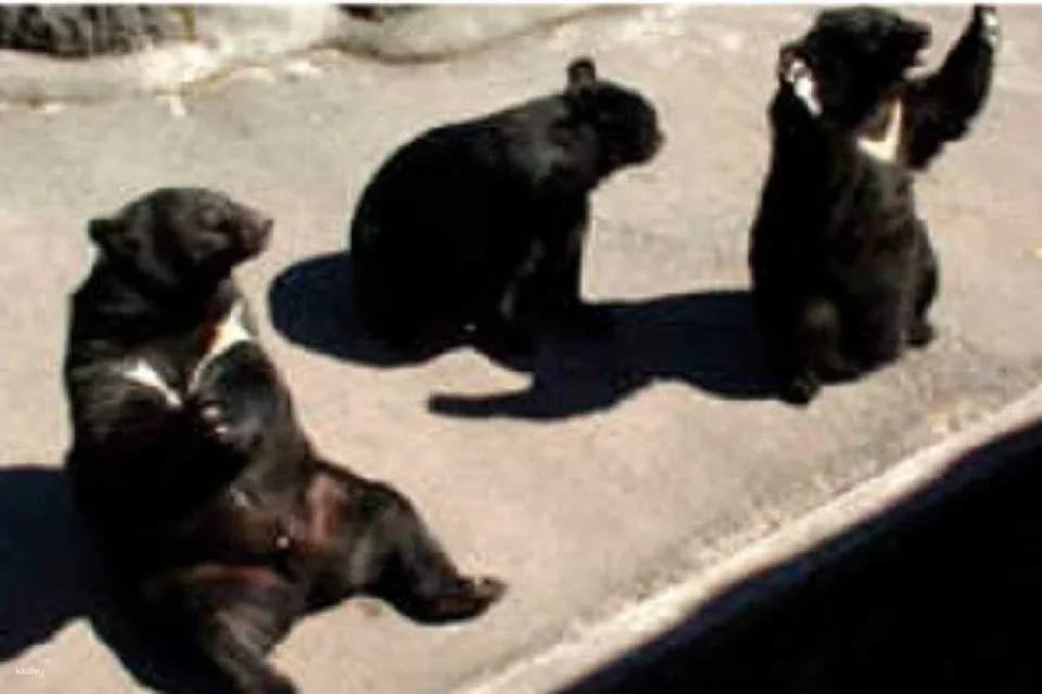 [Discounted rate] Okuhida Bear Ranch admission ticket + bear food bonus (Theme park, Takayama City, Gifu Prefecture)