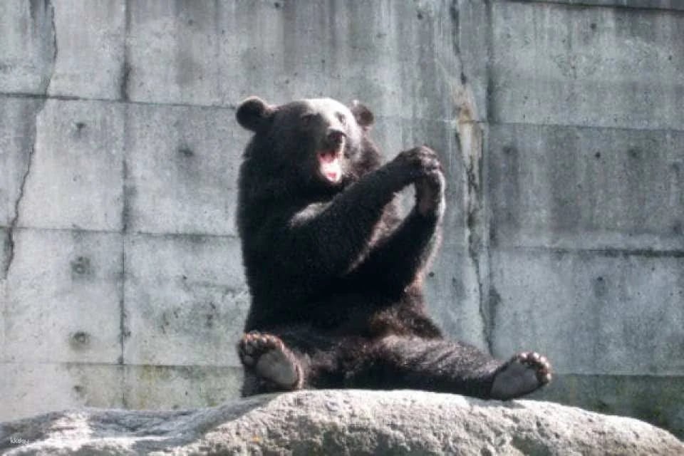 [Discounted rate] Okuhida Bear Ranch admission ticket + bear food bonus (Theme park, Takayama City, Gifu Prefecture)
