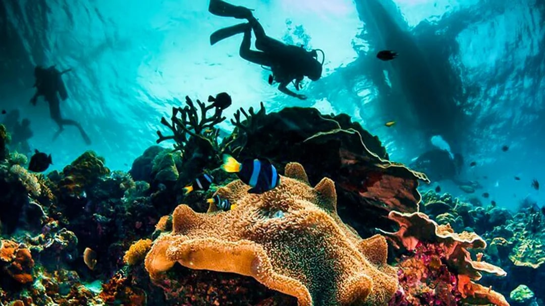 Scuba divers exploring coral reef in Dubai waters.
