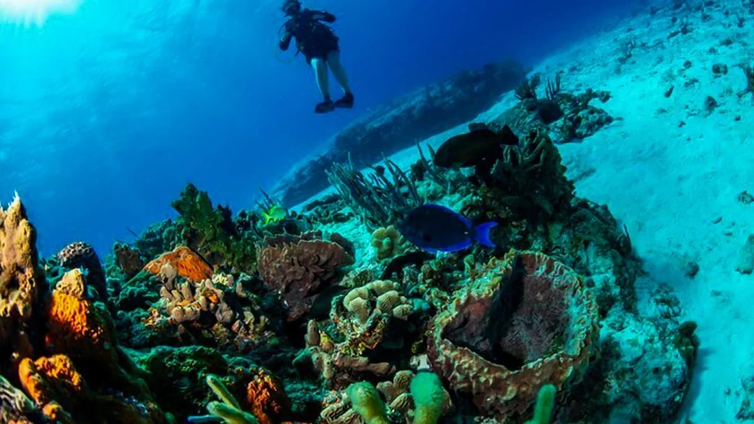 Scuba diver exploring coral reef in Dubai waters.