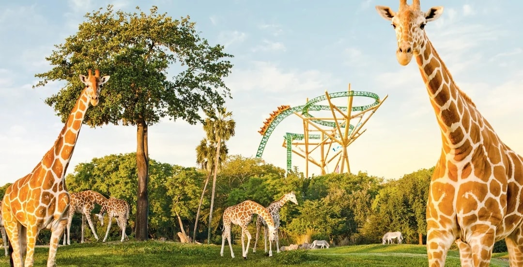 Discovery Cove Day Resort Tickets Image 8