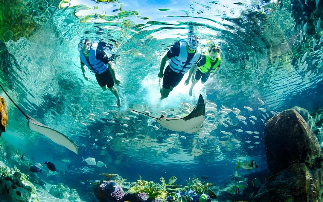 Discovery Cove Dolphin Swim Tickets Image 2
