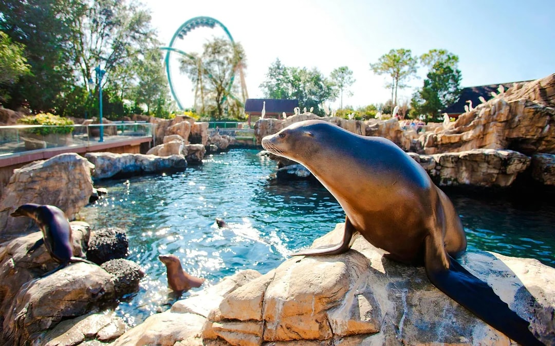 Discovery Cove Dolphin Swim Tickets Image 11